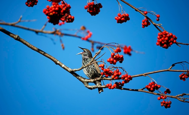 Starlings feasting on rowan berries