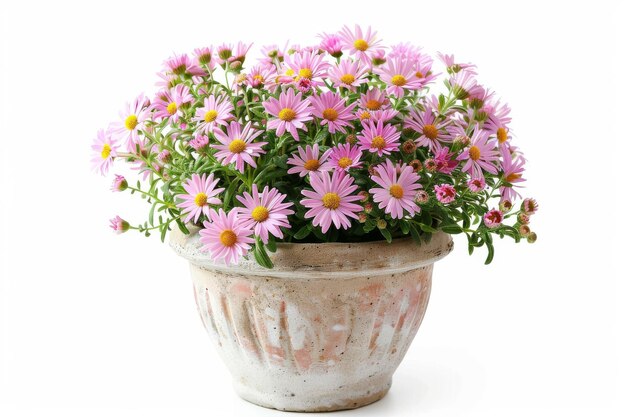 Photo the starry flowers of the garden isolated on white background