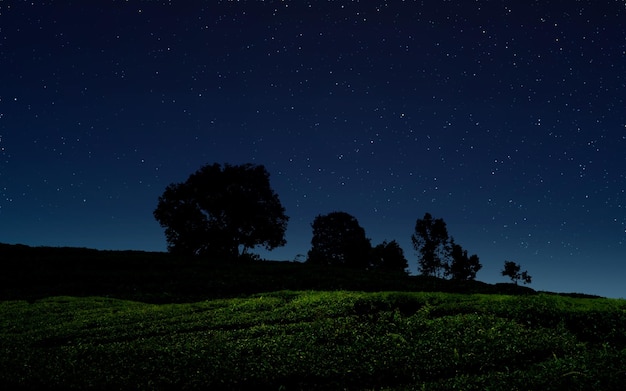 Starry night over green field