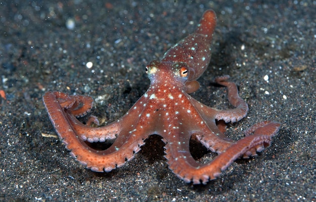 Звездный ночной осьминог - Callistoctopus luteus. Морская жизнь Бали.