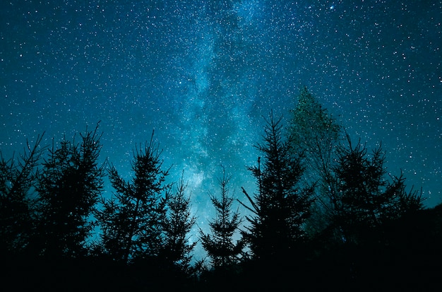 Starry sky over a forest of pines