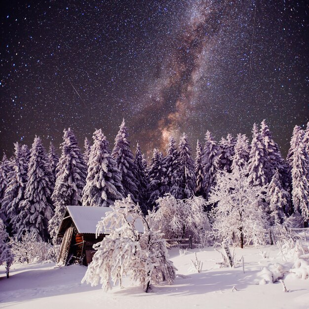 Starry sky and a tree in frost at the beautiful