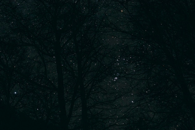 Starry sky and trees