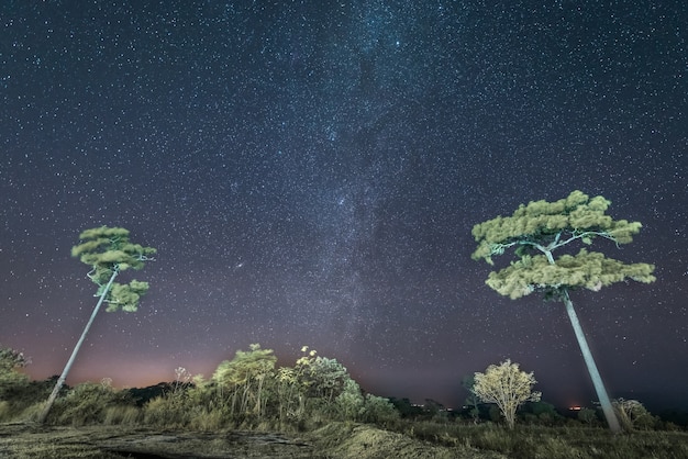 Stars and trees