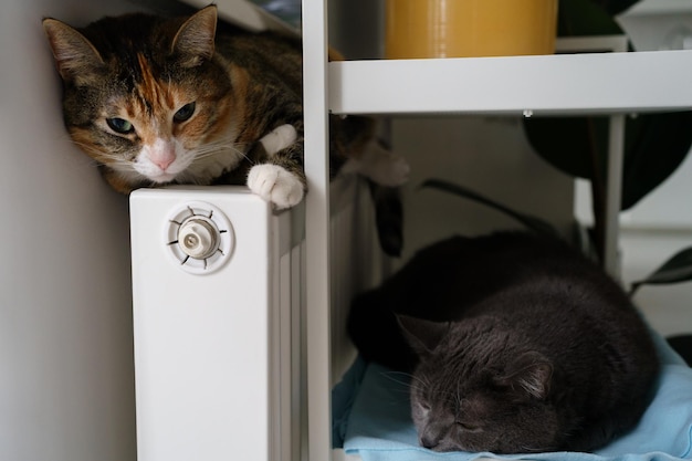 Start of heat season two cats near heating battery curl up into\
ball and try keep warm on radiator