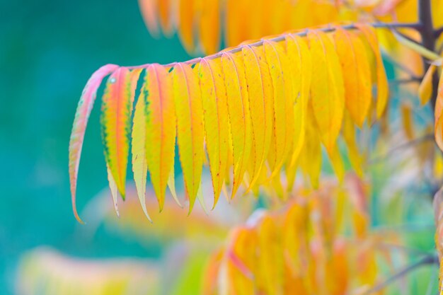 Start a new season. Autumn branch on blue sky background. Tree branch with yellow leaves. Yellow branch. Sunny bright day. Soft focus. Fall nature. Beautiful foliage. Abstract blur macro closeup.