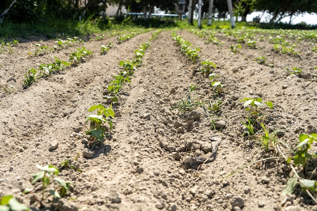 a starting stage of a agricultural plant in a land