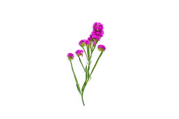 Static flowers on white background