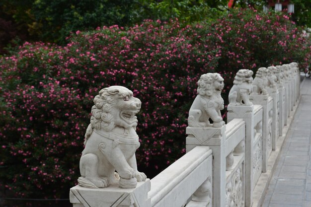 写真 公園の白い花の植物の前にある像