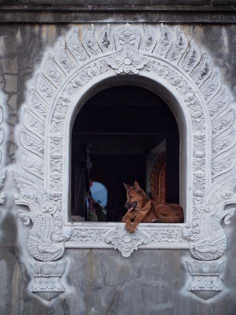 写真 犬の像