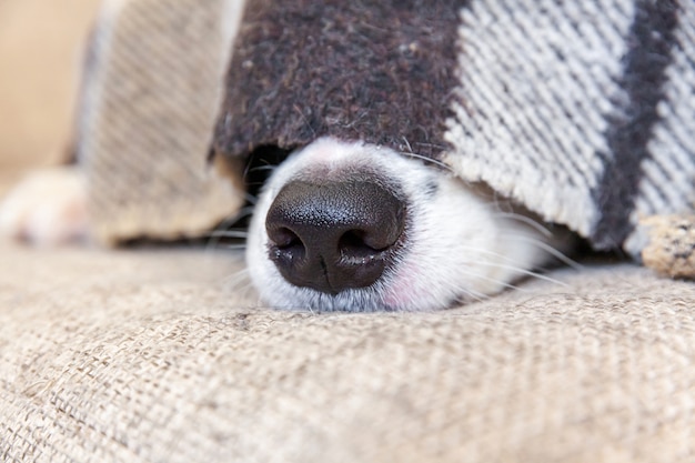 Stay home. Funny portrait of puppy dog border collie lying on couch under plaid indoors. Dog nose sticks out from under plaid close up. Pet care animal life quarantine concept.