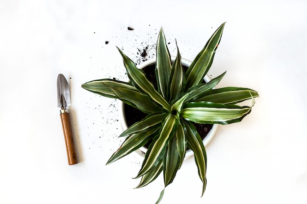 Resta a casa e fai giardinaggio. sostituzione del fiore della dracaena in giardino interno. piante verdi in vaso a casa, giungla urbana. decorazioni floreali.