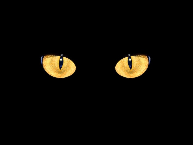 steadfast sight of cat's eyes in darkness