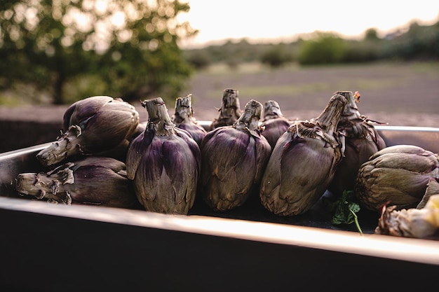 I carciofi al vapore un piatto povero della tradizione culinaria contadina sistemati in un vassoio di legno e fotografati in un tramonto primaverile