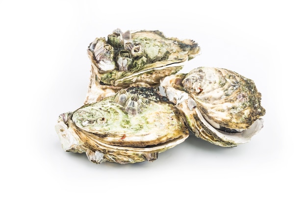 The steamed oysters are placed on the white back