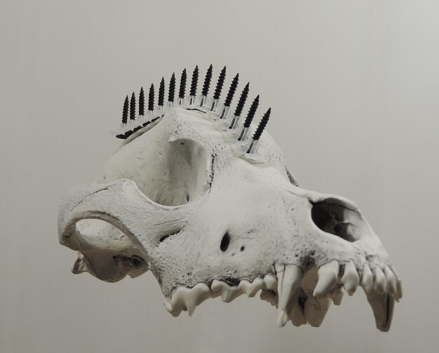 Foto steampunk wolf skull con viti nere in acconciatura mohawk che galleggia nell'aria su uno sfondo bianco