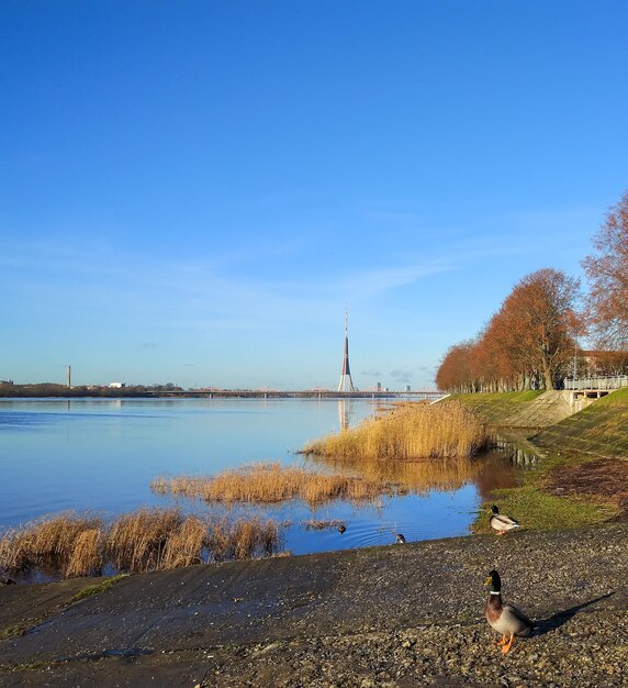 Stedelijk landschap met bomen aan de rivierkust en eenden die in de buurt van het water lopen.