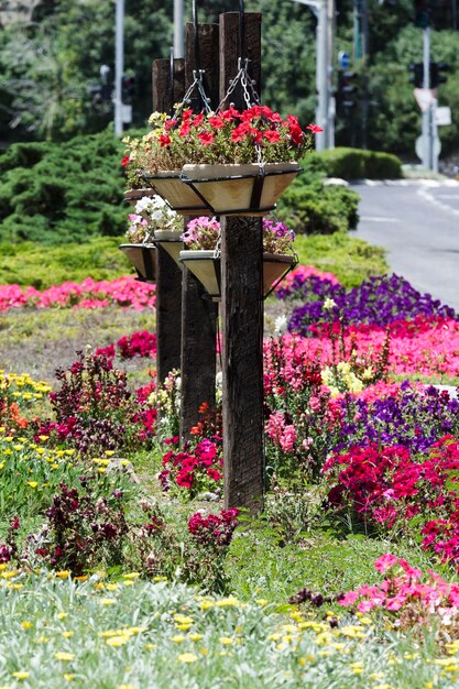 Stedelijke bloemen Haifa