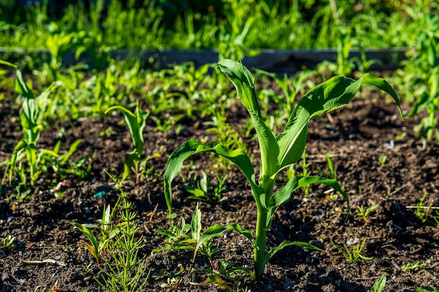 Stedelijke gemeenschappelijke tuin met verse groene planten die lokaal voedsel verbouwen