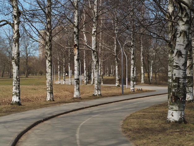 Stedelijke landschappen Prachtige bomen en kronkelende paden van Murinsky Park Sint-Petersburg Rusland