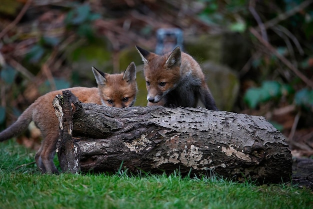 Stedelijke vossenfamilie die de tuin bij hun hol verkent.