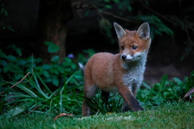 Stedelijke vossenfamilie die de tuin bij hun hol verkent.