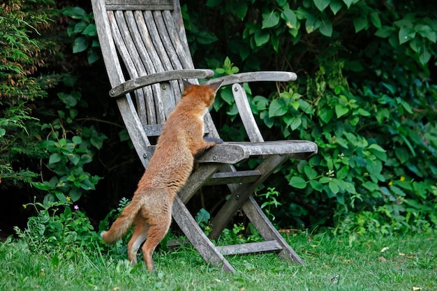 Stedelijke vossenwelp die de tuin verkent