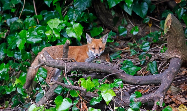 Stedelijke vossenwelp op ontdekkingstocht in de tuin bij hun hol