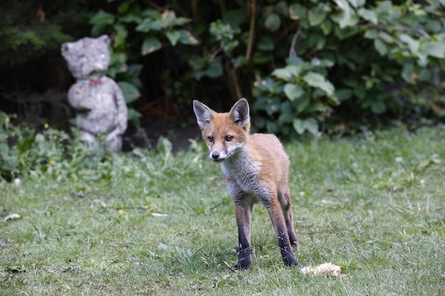 Stedelijke vossenwelpen die de tuin verkennen