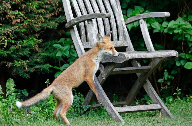 Stedelijke vossenwelpen in de tuin