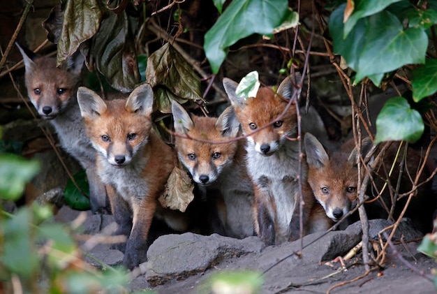 Stedelijke vossenwelpen komen uit hun hol om de tuin te verkennen