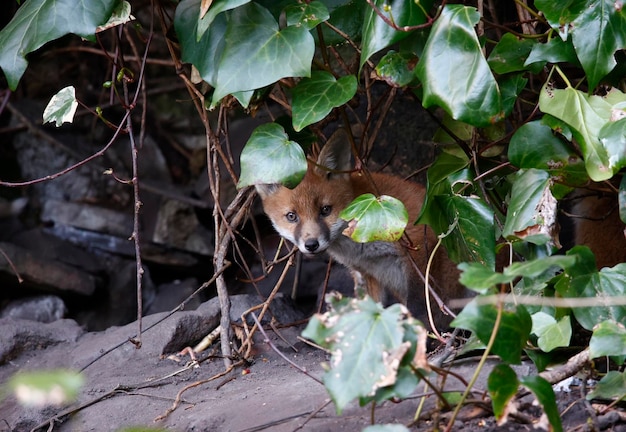 Stedelijke vossenwelpen komen uit hun hol om de tuin te verkennen