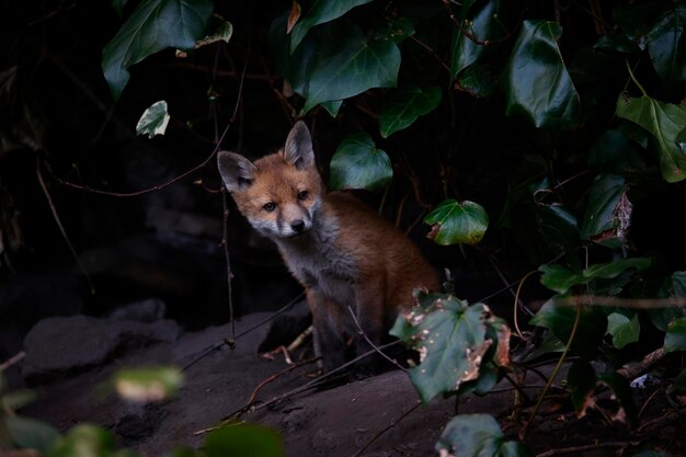 Stedelijke vossenwelpen komen uit hun hol om de tuin te verkennen