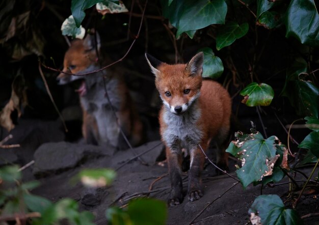 Stedelijke vossenwelpen komen uit hun hol om de tuin te verkennen