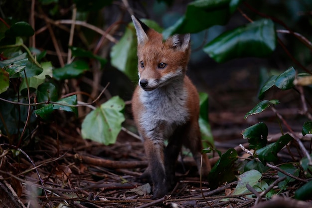 Stedelijke vossenwelpen komen uit hun hol om de tuin te verkennen