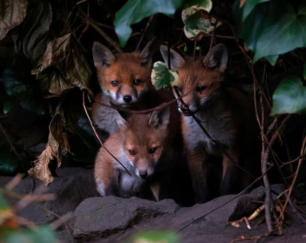 Stedelijke vossenwelpen komen uit hun hol om de tuin te verkennen