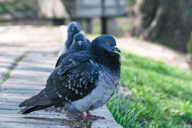 Stedelijke wilde duiven portretfotografie op de stoep bij het meer