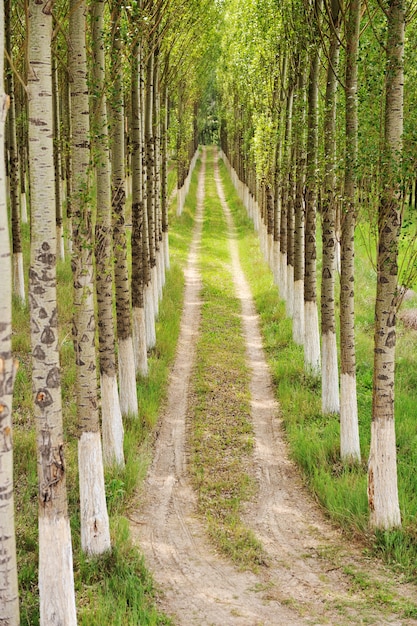 Foto steeg, bomen en weg