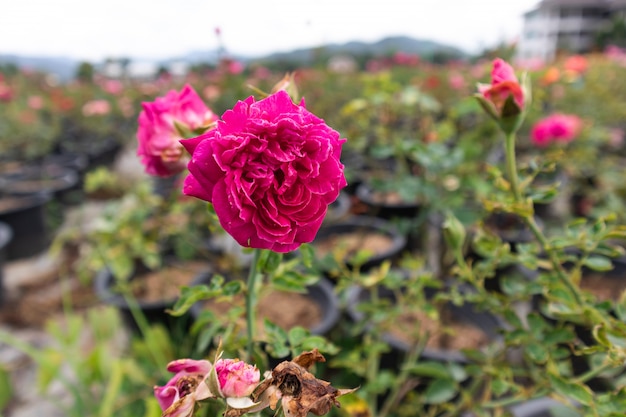 Steeg in de tuin