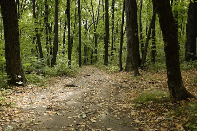 Steegje door het groene bos in Vinnovskaya grove Ulyanovsk Rusland