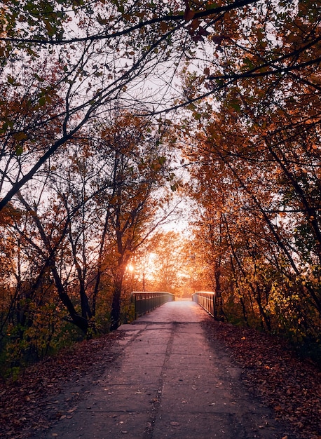 Steegje in het herfstpark met kleurrijke bomen en zonlicht.