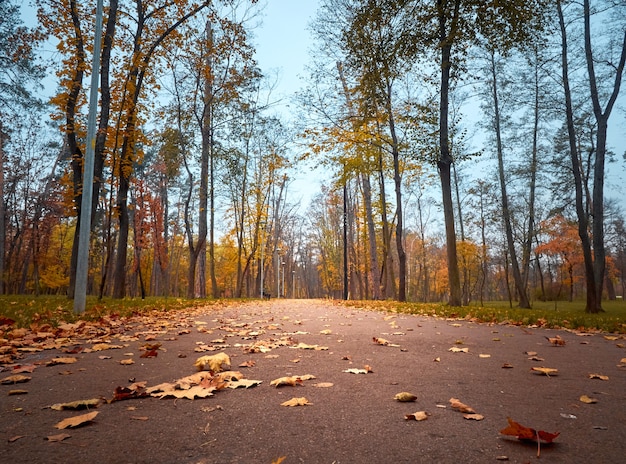 Steegje in het herfstpark met kleurrijke bomen.