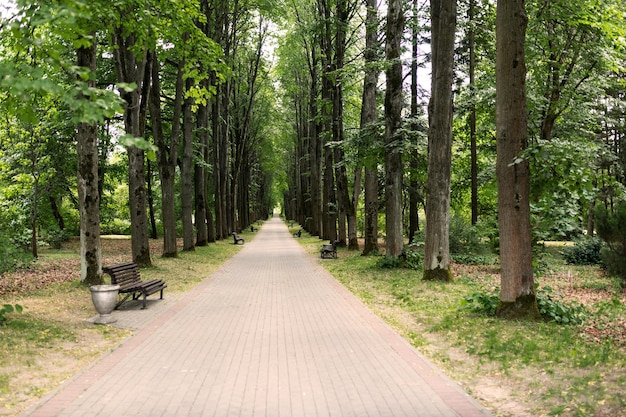 Steegje in het park in de zomer