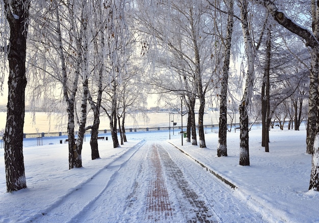 Steegje in het winterpark. Berkenbomen bedekt met sneeuw op de dijk van Mikhailovskaya