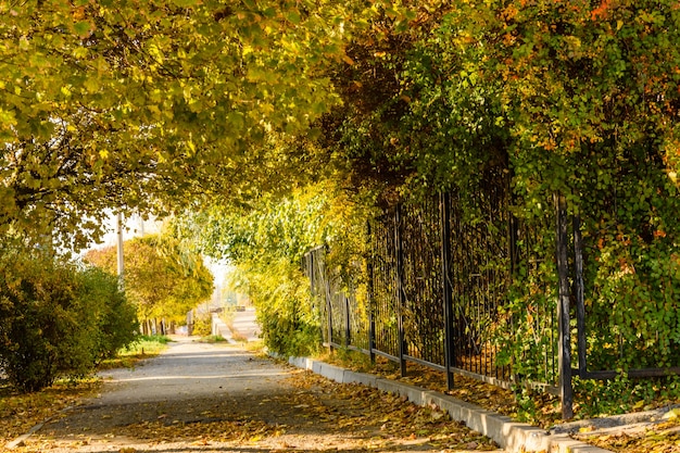 Steegje met esdoorns in een stadspark in de herfst