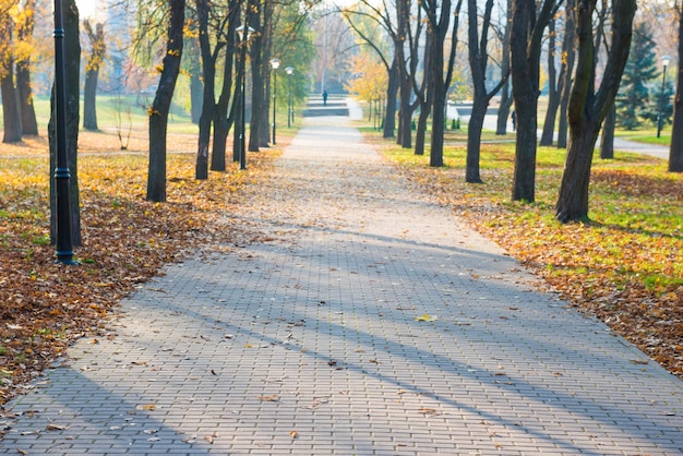 Steegje met gevallen bladeren in herfst stadspark