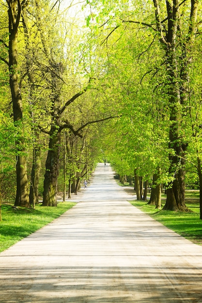 Steegje met groene bomen in park Lazienki, Warschau, Polen. Retro afgezwakt /