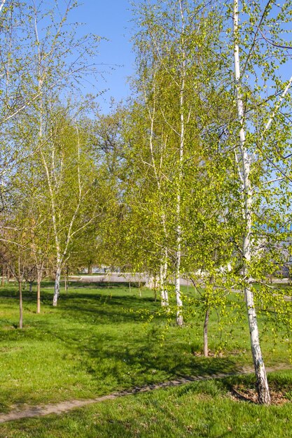 Steegje met jonge berkenbomen in een park op de lente