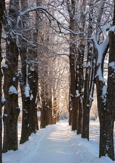 Steegje tussen rijen bomen op een zonnige winterdag eiken na een sneeuwval schaduwen van bomen op de sneeuw Helderblauwe lucht op een ijzige dag