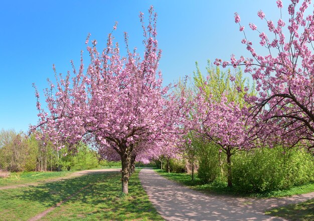 Steegje van bloeiende kersenbomen genaamd Mauer Weg Engels: Muurpad dat het pad volgt van de voormalige muur in Berlijn, Duitsland. Fel zonlicht met schaduwen.